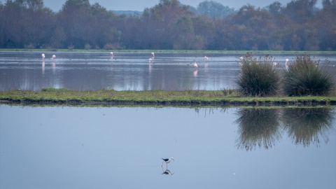 Doñana, a finales de noviembre pasado.