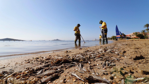 Peces muertos en la playa de Murcia.