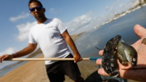 Cierran ocho playas de La Manga para retirar peces muertos del Mar Menor