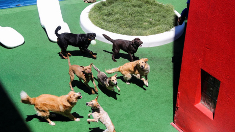 Un grupo de perros juega en una imagen de archivo.