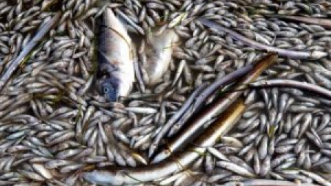 Las redes aparecen llenas de peces muertos para denunciar lo que está ocurriendo en el Mar Menor