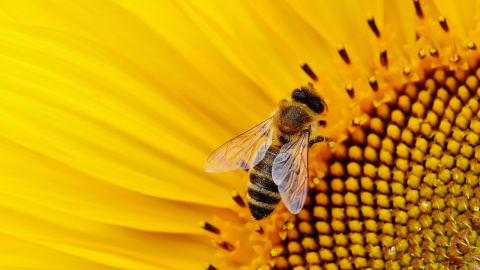 Una abeja en un girasol.