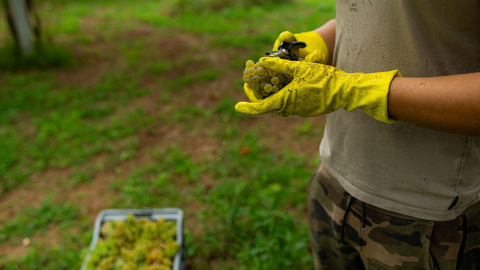 Foto de archivo de una persona recorta un racimo de uvas durante la época de vendimia, a 8 de septiembre de 2023.