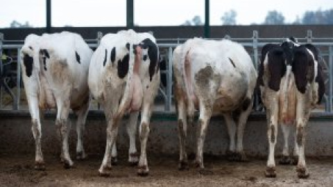 Castilla y León ignora la orden del Gobierno central sobre los controles a la tuberculosis bovina