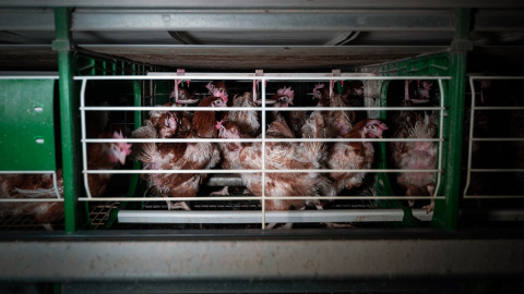 Decenas de gallinas permanecen hacinadas en una jaula de una granja de huevos de Castilla-La Mancha.