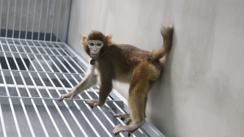 Fotografía del mono 'rhesus' clonado con células somáticas tomada a los 17 meses de nacer.