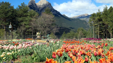 El camp florit de tulipans i, al fons, el Pedraforca