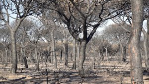 Los restos forestales de Filomena y las altas temperaturas amenazan con un verano de incendios