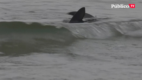 Alerta de tiburón en Benidorm