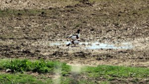 La desaparició d'espècies d'aus s'ha accelerat al Delta del Llobregat amb l'ampliació de l'aeroport de 2002