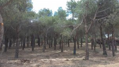 Talan sin licencia un centenar de árboles en un bosque de la Comunidad de Madrid para un proyecto urbanístico de lujo