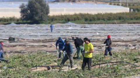 La 'uberización' de la huerta de Almería, un jardín artificial en la zona más árida de Europa que agrava los problemas de agua