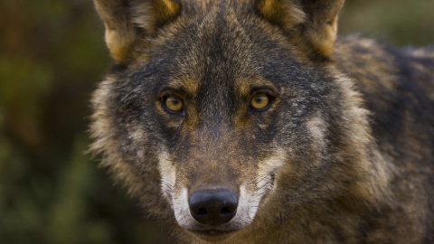 Retrato de un lobo ibérico en los bosques de España.