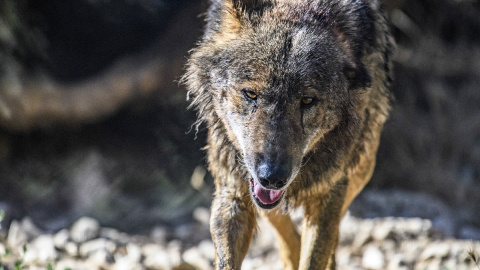 Imagen de archivo de un ejemplar de lobo ibérico ('Canis lupus signatus').