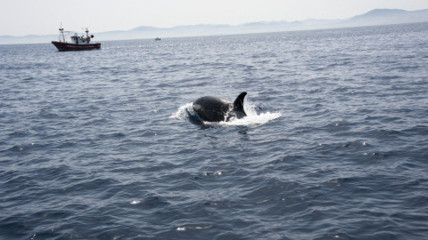 Imagen de archivo de una orca cerca de una embarcación en el Estrecho de Gibraltar.