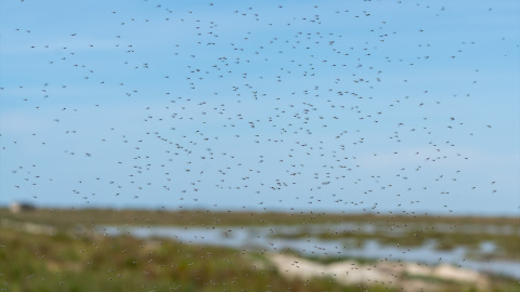 Mosquitos en los terrenos de la finca 'Veta la Palma', a 24 de abril de 2024, en La Puebla del Río, Sevilla.