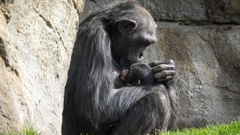 Una chimpancé con su cría en brazos.