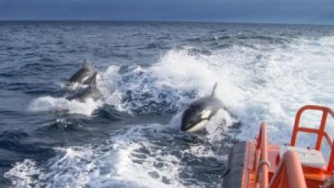 Los incidentes con orcas obligan a limitar la navegación en Cádiz