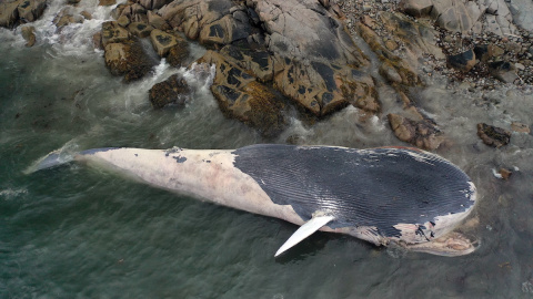 Una ballena azul de edad desconocida yace en las orillas del Parque Provincial Crystal Crescent Beach, a 10 de septiembre de 2021, Canadá.