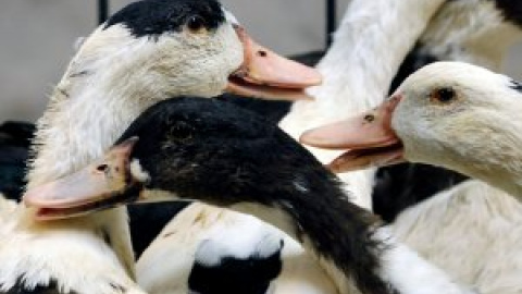 Francia comienza a sacrificar 600.000 patos tras dispararse los focos de gripe aviar