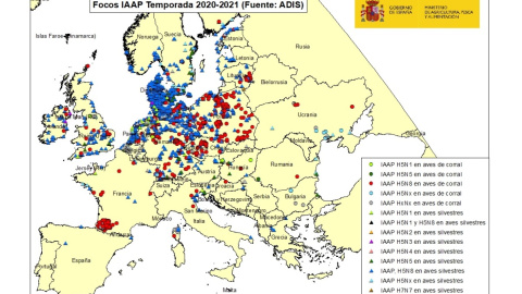 La gripe aviar lleva más de diez meses extendiéndose por Europa, donde ya ha saltado a los humanos en varios países.