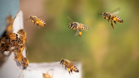 Varias abejas en una colmena en una foto de archivo