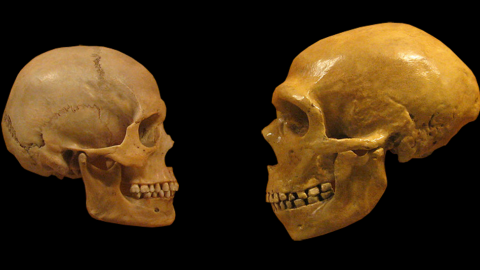 Cráneos de un Homo sapiens y de un neandertal