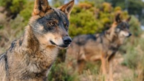 Transición Ecológica abre el plazo hasta final de mes para las alegaciones a la protección del lobo en España