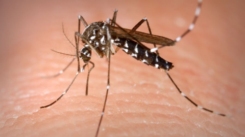 Del mosquito tigre al visón americano: asesinos acuáticos en serie