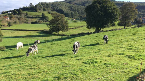 Asturies sigue sin marca propia de leche ecológica pese a aumentar su producción casi un 40% en 2020