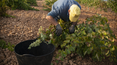 Un trabajador de la vendimia sostiene un racimo de uvas en la localidad de Carrión de Calatrava (Ciudad Real). Imagen de archivo.