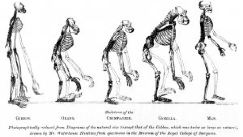 Luces y sombras de 'El origen del hombre', siglo y medio después