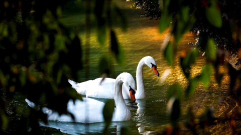 Dos cisnes disfrutan del tiempo soleado en San Sebastián.