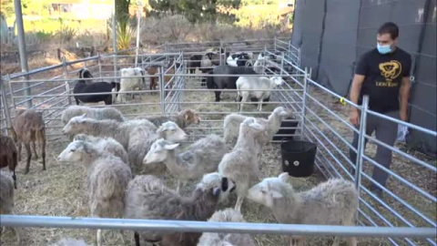 En las zonas afectadas por el volcán se sigue rescatando a animales