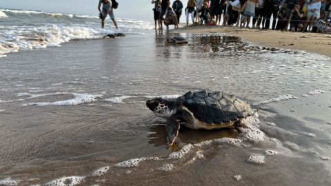 Una de les 28 tortugues marines alliberades al delta de l'Ebre entrant al mar