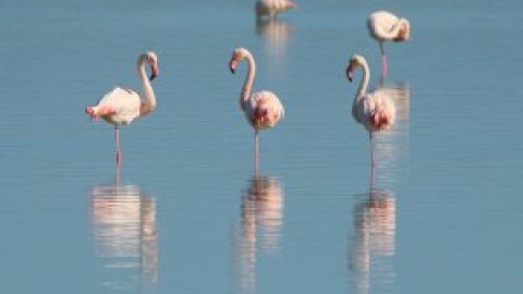 Seis lugares de Europa para ver flamencos