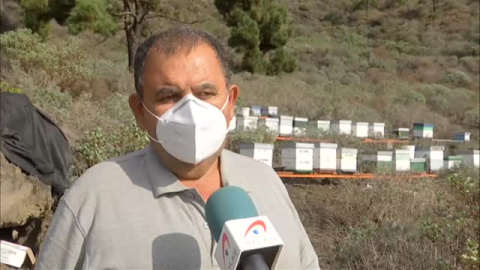 Los apicultores de La Palma dan por perdida la cosecha del año que viene