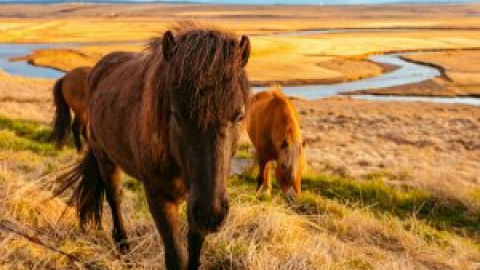 Cuántos años viven los caballos