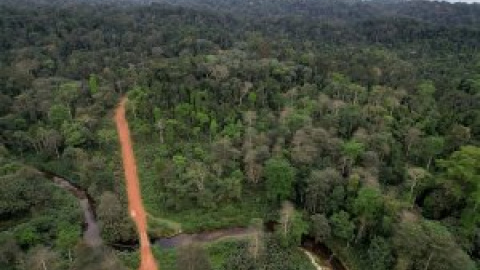 Más de cien países se comprometen a frenar la deforestación en 2030