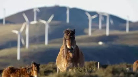 Un caballo observa los aerogeneradores del Parque Eólico de Tronceda, en la Serra do Xistral, en Mondoñedo (Lugo)