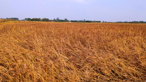 Ucrania es el segundo productor mundial de cebada y el tercero de maíz, y el principal suministrador de cereales a España.