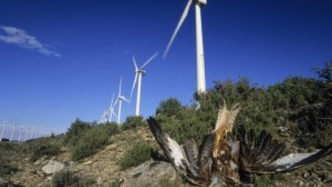 Más de cien grandes aves y rapaces protegidas mueren en diez meses en un parque eólico de Navarra