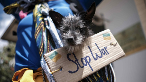 Fotografía de un perro con un letrero colgado que dice 'Stop War' durante una manifestación de ciudadanos ucranianos, residentes en Costa Rica, hoy frente a la embajada de Rusia ubicada en San José.