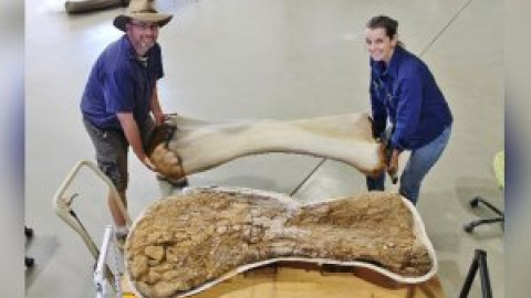 Cooper, el dinosaurio más grande de Australia medía 25 metros de largo