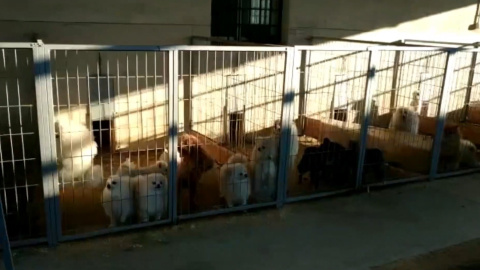 La Guardia Civil halla un criadero donde cortaban cuerdas vocales a perros