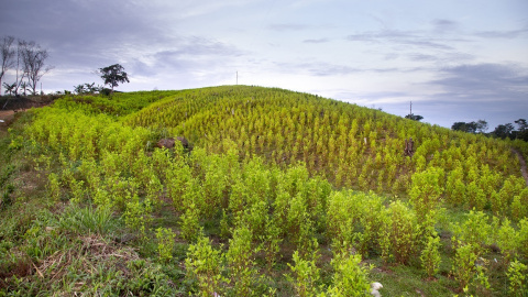 Campos sembrados de hoja de coca en la vereda Km 25 del municipio de Tibú