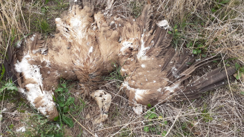 Imagen de un buitre leonado muerto tras electrocutarse con el tendido del vertedero de Huesca.