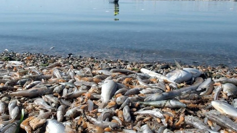 Las dramáticas imágenes del Mar Menor fueron provocadas por el vertido continuado de nutrientes agrícolas