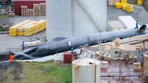 El ejemplar de ballena azul recientemenet cazado en Islandia de forma ilegal.