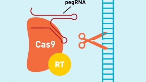 Sistema 'prime editing' de CRISPR para editar el genoma - SUSANNA M. HAMILTON, BROAD INSTITUTE COMMUNICATION